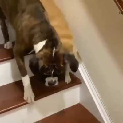 Doggo helps make sure his blind friend doesn't fall down stairs