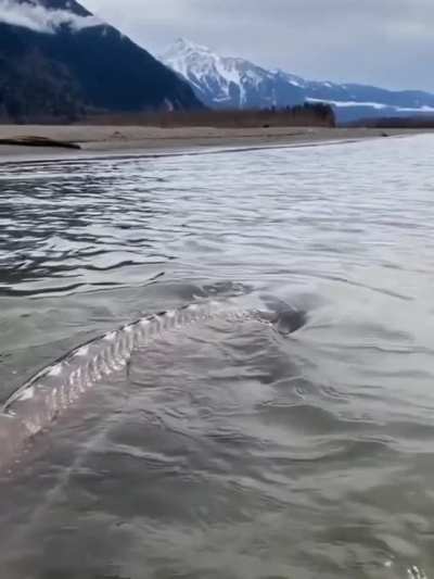 ? Giant Sturgeon found in BC, Canada