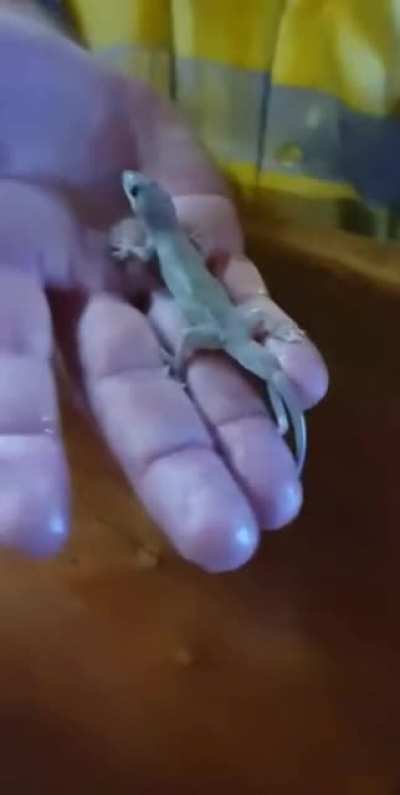 Poor Geko drowns in Ozzie guy’s beer
