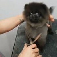 Loves getting his haircut.