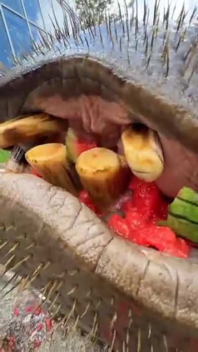 Hippo vs Watermelon