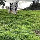 That is a very beautiful horse.