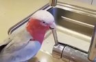 Excuse me human, I haven't finished yet.
