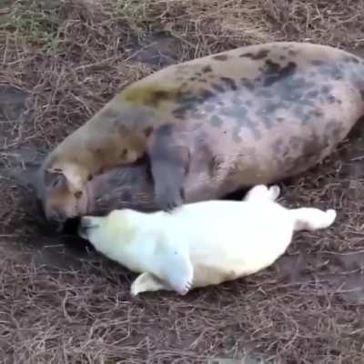 ? Baby Seal loves mother's tickles.