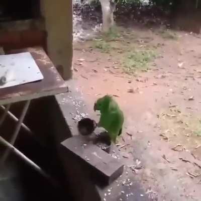 Hungrybirb.