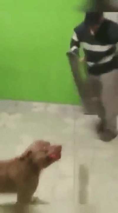 "Come in, my dog doesn't bite"