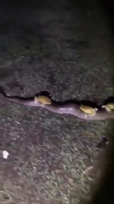 ? Toads aren't on the road, they're on snake track?