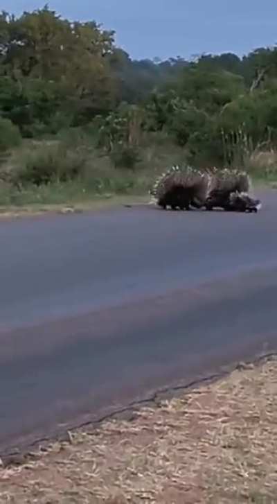 ? Porcupine parents protecting babies from leopard ?