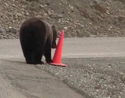 ? An intelligent grizzly helpfully correcting a fallen cone ?