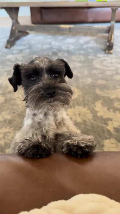 I was told by r/aww I MUST join and post this here lol. This happens every time he’s told he’s loved ?