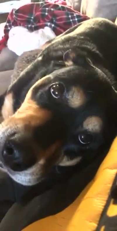 My old girl still has puppy dog eyes ?