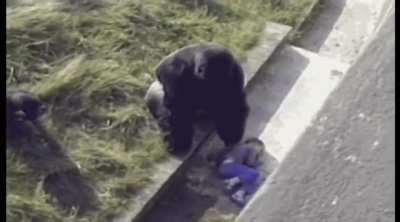 Silverback gorilla comforts a child who fell into an enclosure instead of displaying violent behavior