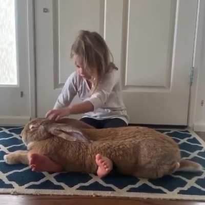 Absolute Cute bunny