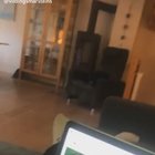 Cursed dog