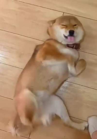 Happy doggy✨