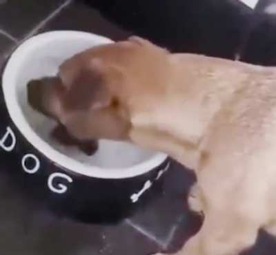 Where’s my bone?