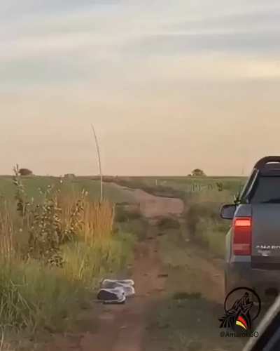 ? Huge Anaconda ? strike ?
