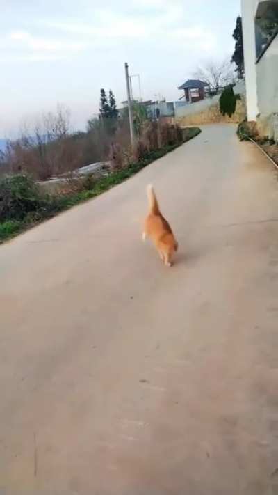 Show Off