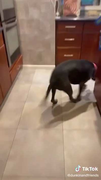 Pretending to put your dog on a diet