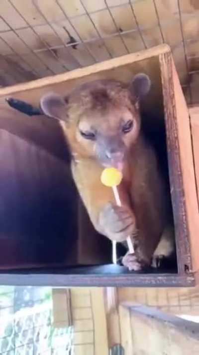 ?This is a Kinkajou (Honey Bear) in rehab, they have a natural sweet tooth and can have processed sugar in moderation.