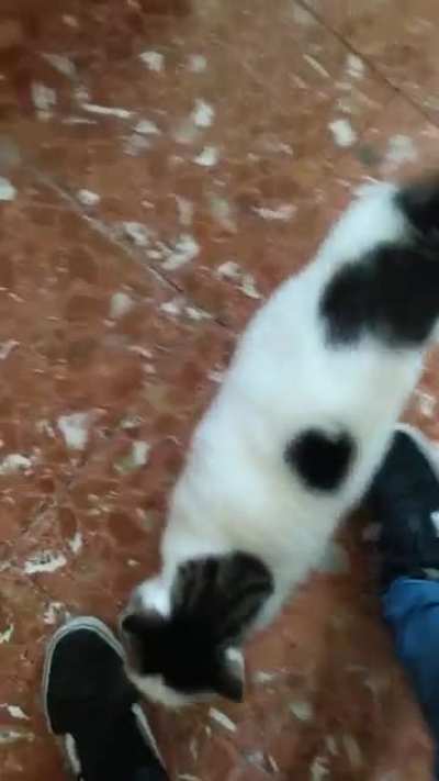 My sister in on holidays so I've been looking after her cat. Panaché is hungry for love (he has food)