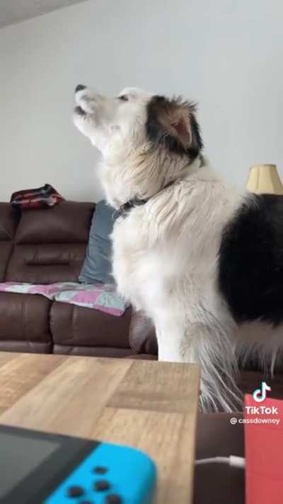 Do you need a howl?