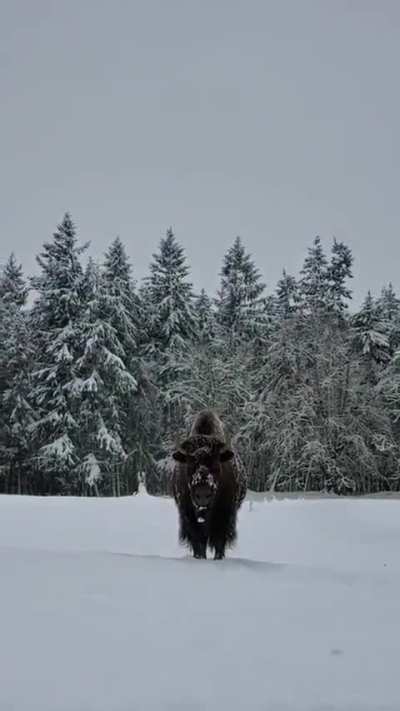? The size of an adult bison