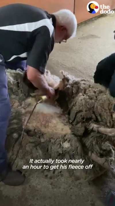 Sheep lost in forest for 5 years gets about 80 pounds wool removed !
