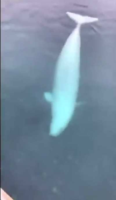It’s funny how the whale gets the phone back to him.. I wish all the people are like the whale!