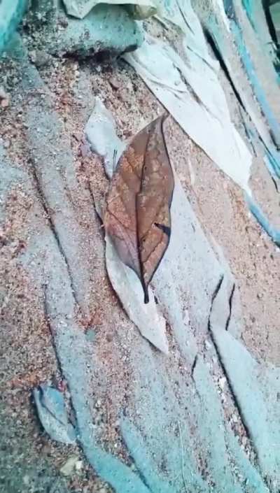 ? Indian leafwing butterfly