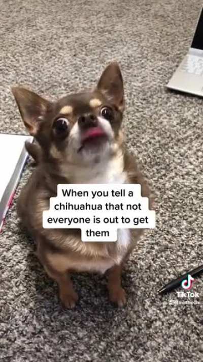Chihuahua