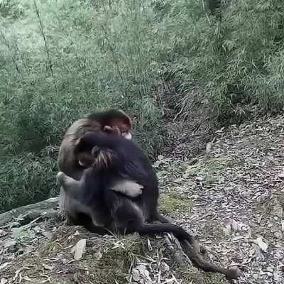 Monke sad ?