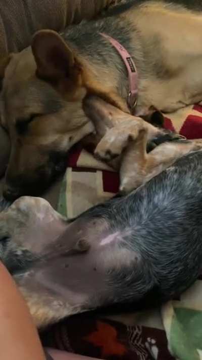 Chomp chomp chomp ??