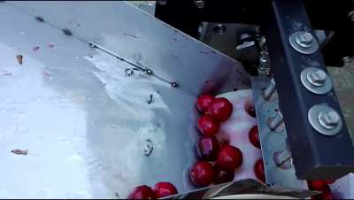 ? Take a look at all of these lovely cherries being popped ?