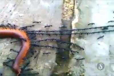 ? Ants have captured the worm