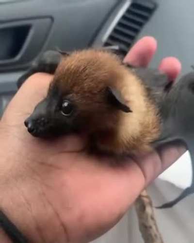 Flying pupper says "hi"