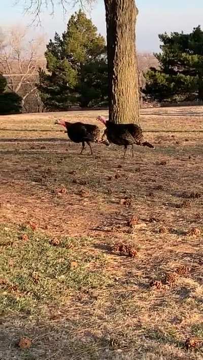 Is it OK that I’m having conversations with turkeys outside my workplace?