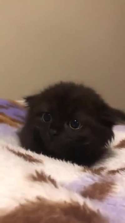 Ear goes up, ear goes down...