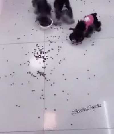 now this is chaos