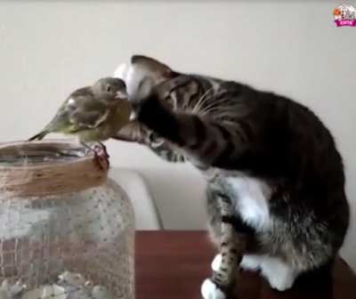 Be very gentle