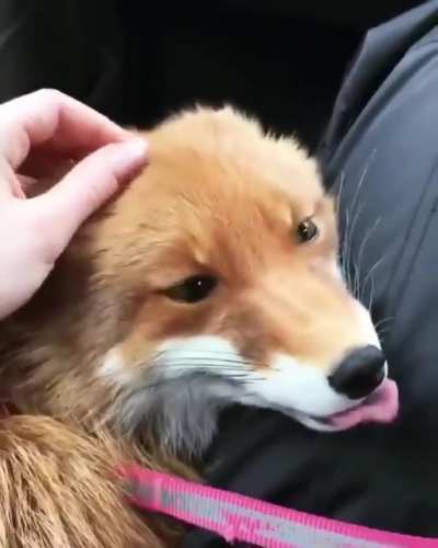 Just look at those eyes ?