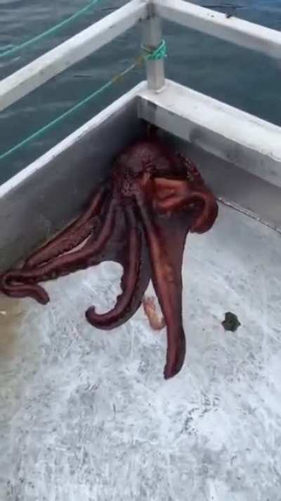 ? Octopus escape from fishing trawler