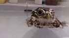 Moist owlette