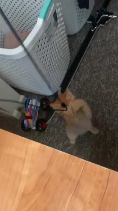 I was wondering what my cord was caught on and found this criminal trying to hijack my mouse