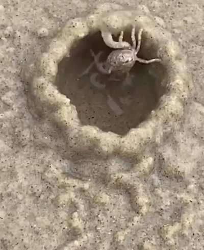 ? Tiny crab building itself a sand hut