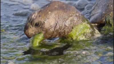 ? Galapagos Tortoise eating pond scum cause it can.