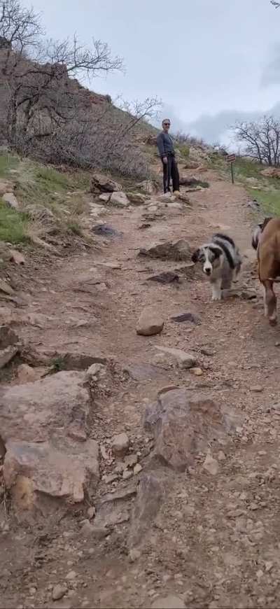 Puppy zoomies ?