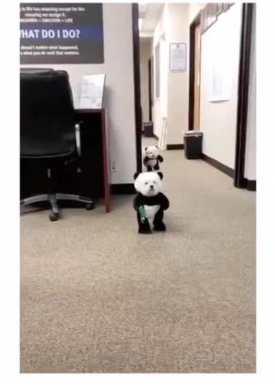 Dogs dressed as Panda to cheer you ??
