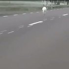 Climate change is having unexpected consequences. Kangaroo was hopping on road today in Finland