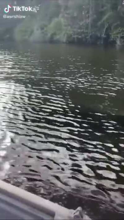 ? A crocodile's speed
